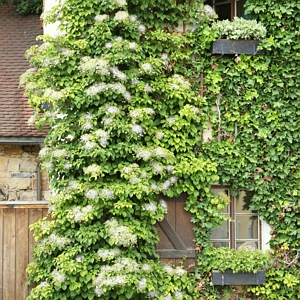 Hydrangea Petiolaris Climbing